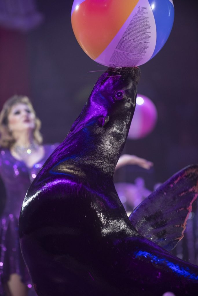 В цирке на Фонтанке премьера шоу фонтанов – «Принц цирка».